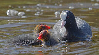 Eurasian Coot