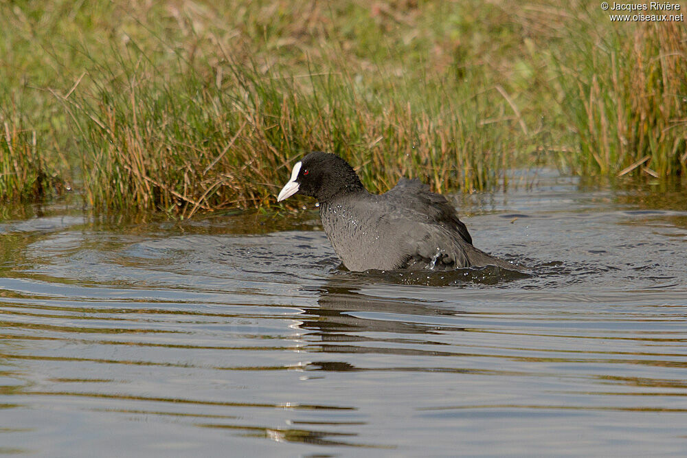 Foulque macrouleadulte internuptial, Comportement