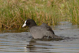 Eurasian Coot