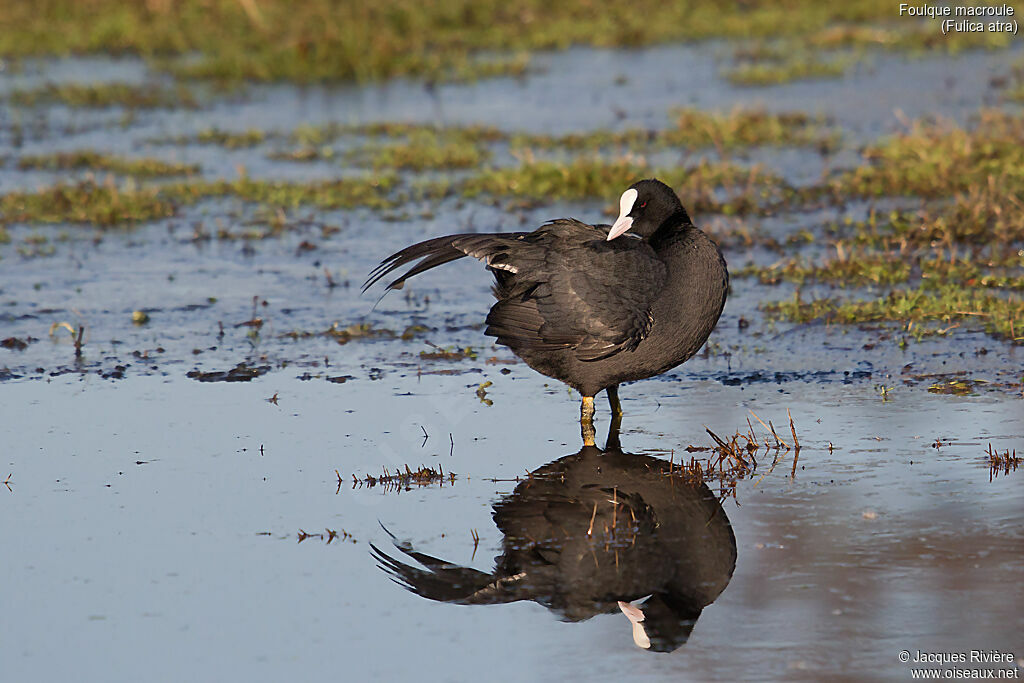 Eurasian Cootadult, identification, care