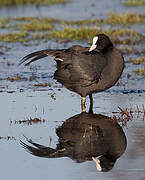 Eurasian Coot