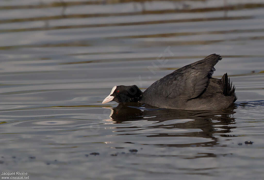 Eurasian Cootadult, Behaviour