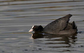 Eurasian Coot