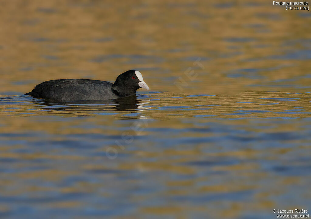 Foulque macrouleadulte, identification, nage