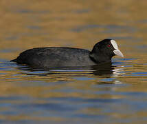 Eurasian Coot