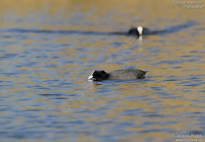 Eurasian Cootadult, identification, swimming, courting display
