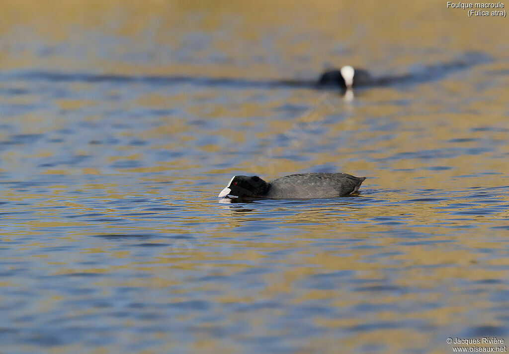 Eurasian Cootadult, identification, swimming, courting display