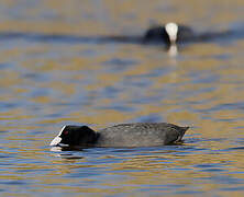 Eurasian Coot