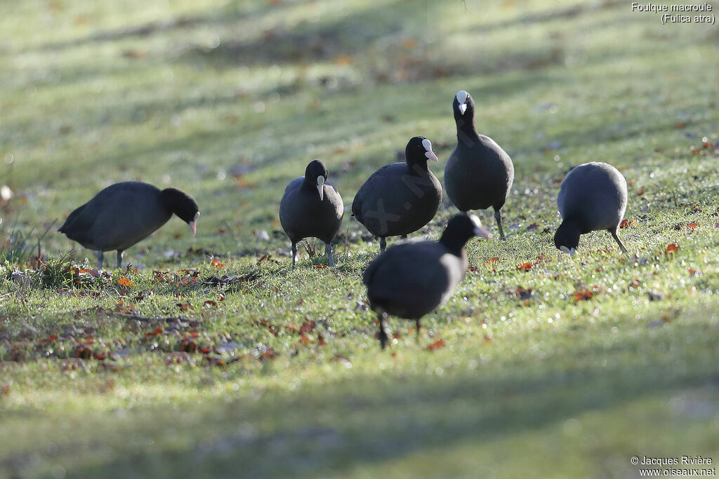 Eurasian Coot