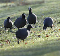 Eurasian Coot