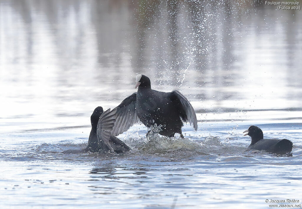 Eurasian Coot, swimming