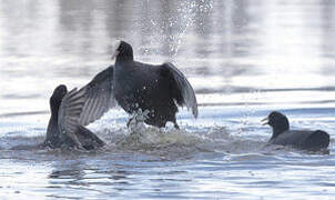 Eurasian Coot