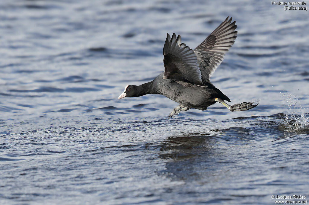 Eurasian Cootadult, identification, walking