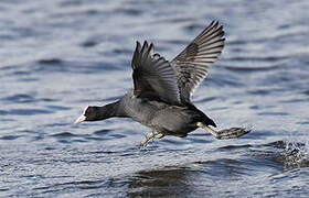 Eurasian Coot