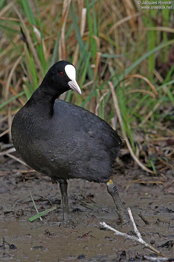 Eurasian Cootadult breeding