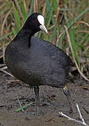 Eurasian Coot