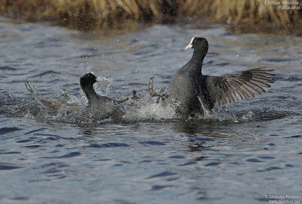 Eurasian Cootadult