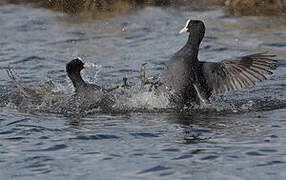 Eurasian Coot