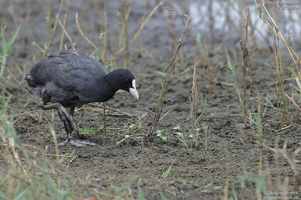 Eurasian Cootadult post breeding, identification