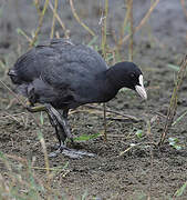 Eurasian Coot