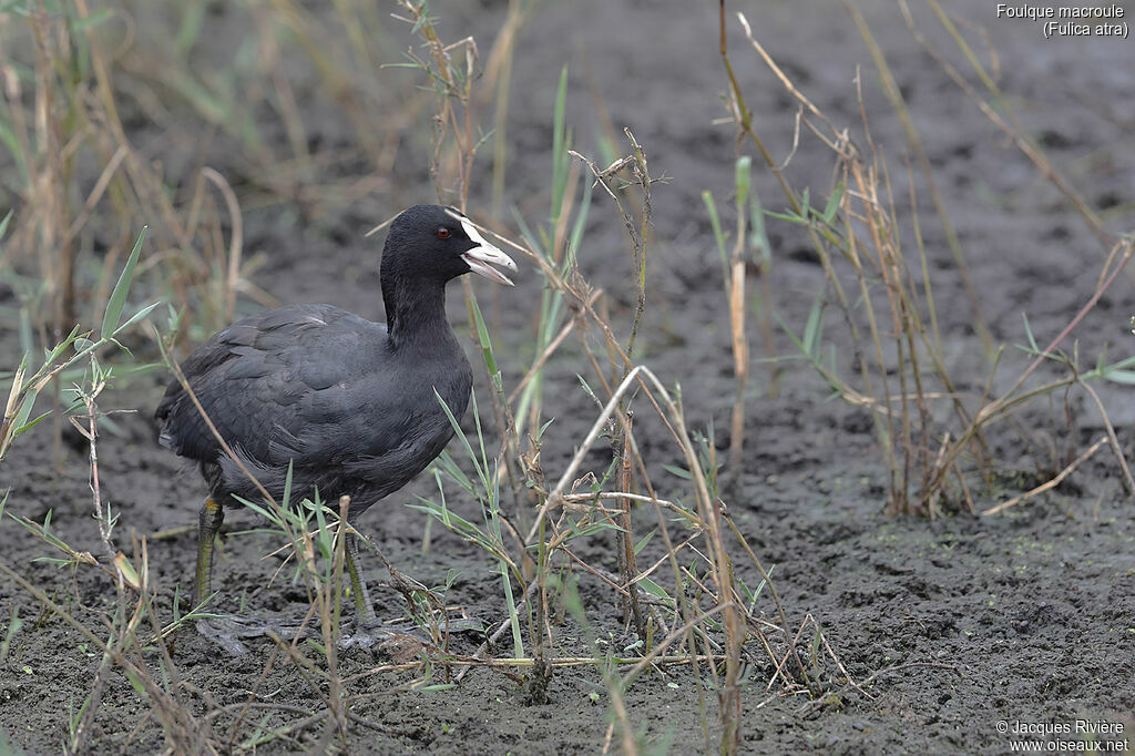 Eurasian Cootadult post breeding, identification