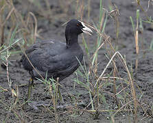 Eurasian Coot