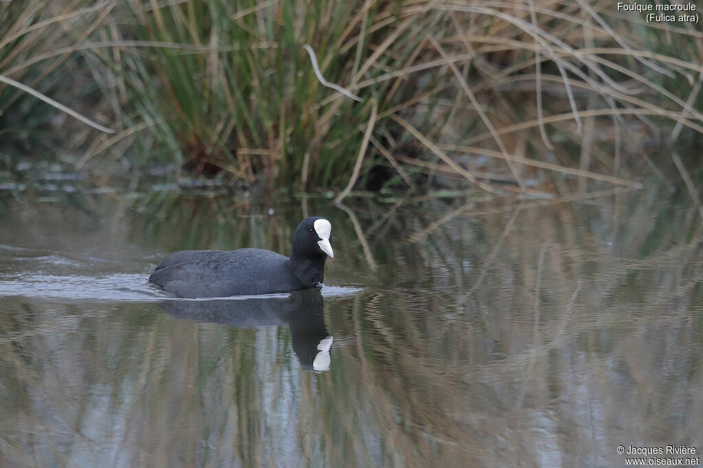 Foulque macrouleadulte nuptial, identification, nage