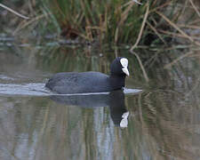 Eurasian Coot