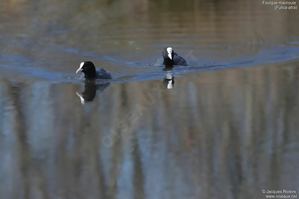 Eurasian Cootadult breeding, swimming