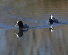 Eurasian Coot