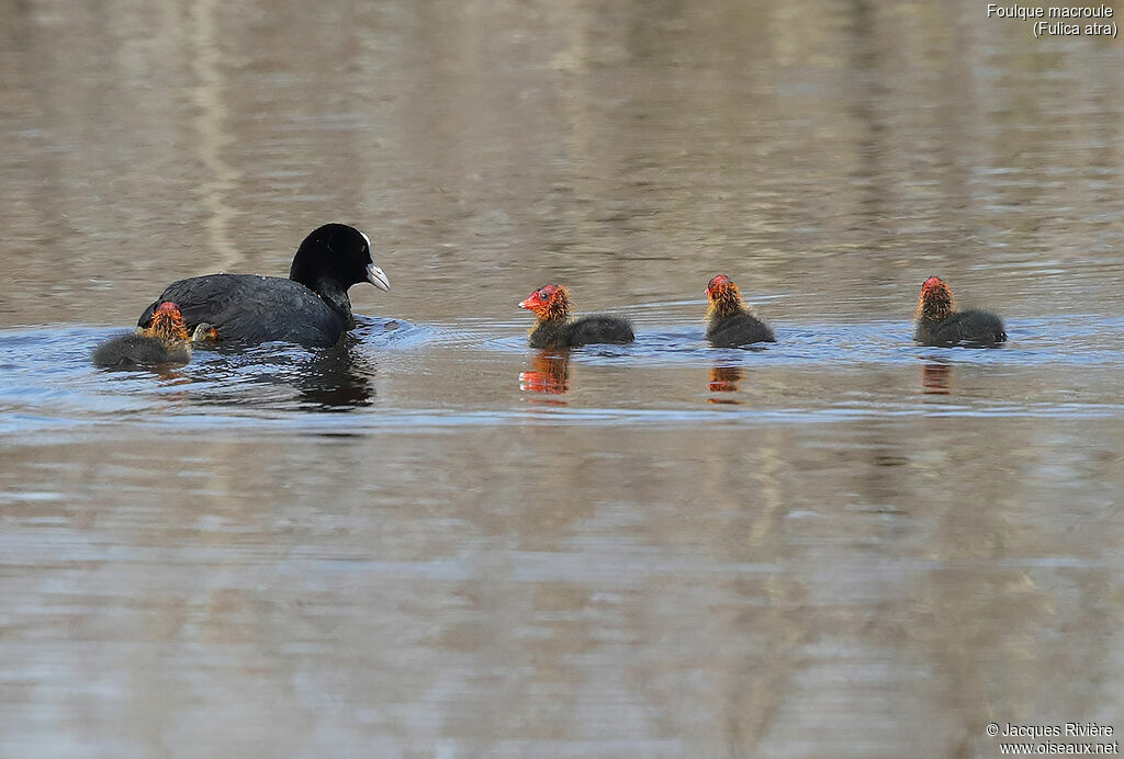 Foulque macroule, identification, nage