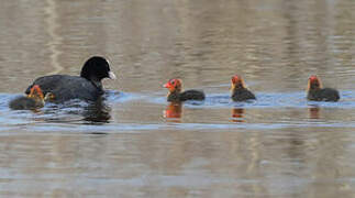 Eurasian Coot