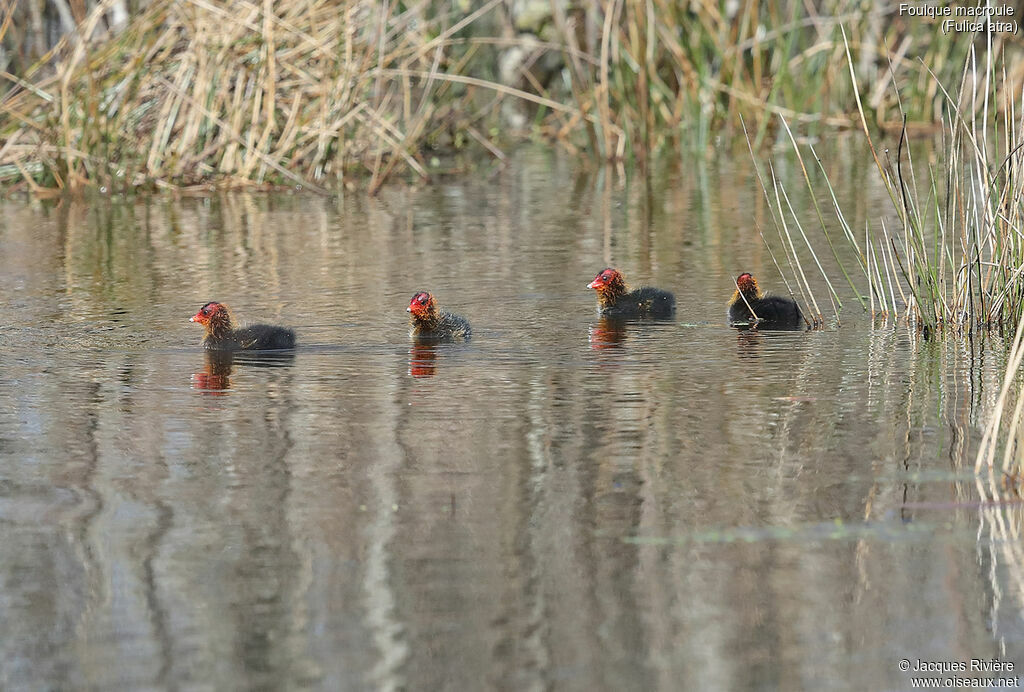 Eurasian CootPoussin, identification, swimming