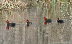 Eurasian Coot