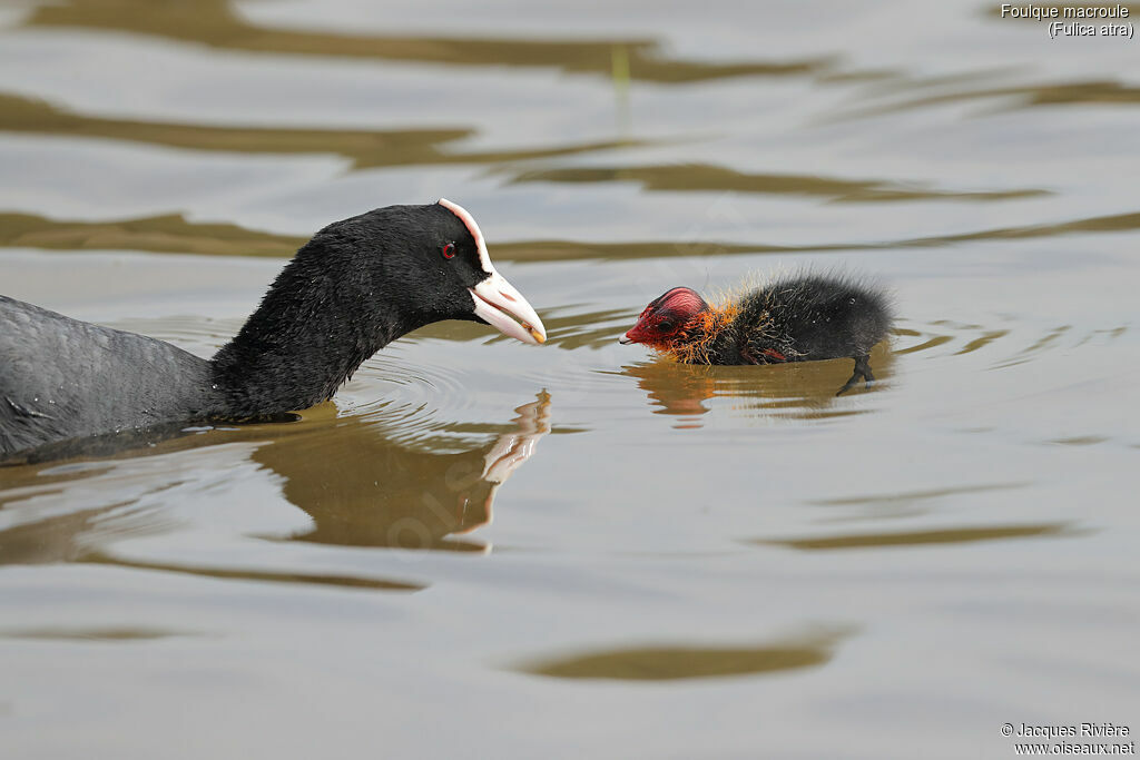 Eurasian Cootadult breeding, identification, Reproduction-nesting