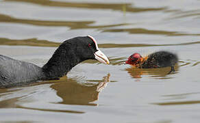 Eurasian Coot