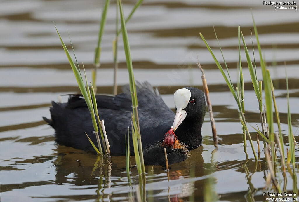 Eurasian Cootadult breeding, identification, Reproduction-nesting