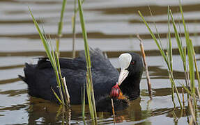 Eurasian Coot