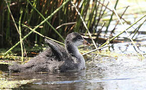 Eurasian Coot