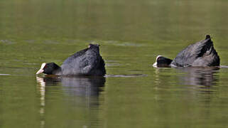 Eurasian Coot