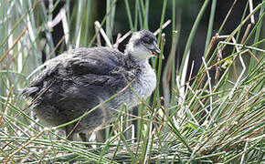 Eurasian Coot
