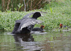 Eurasian Coot