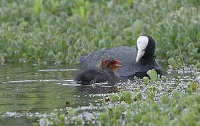 Eurasian Coot