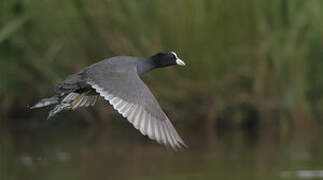 Eurasian Coot