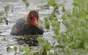 Eurasian Coot