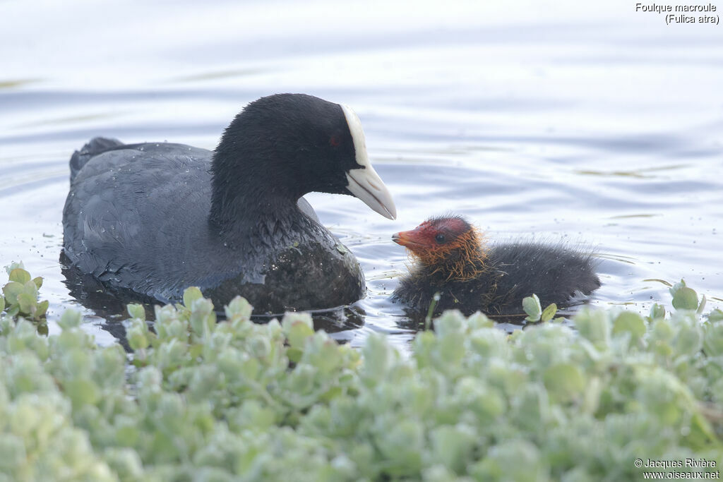 Eurasian Coot, identification