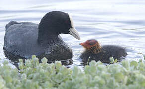 Eurasian Coot