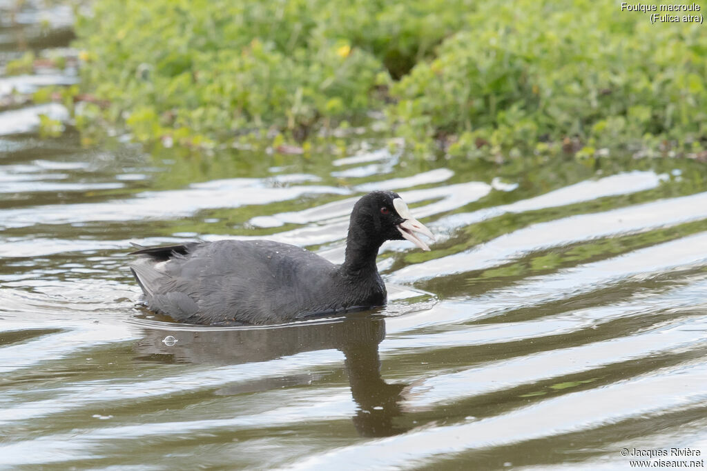 Foulque macrouleadulte nuptial, identification, nage