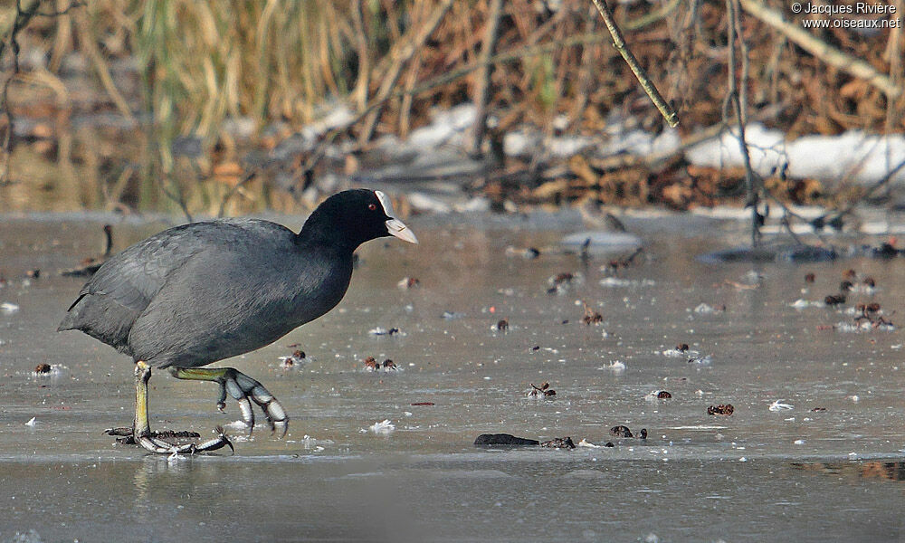 Eurasian Cootadult post breeding