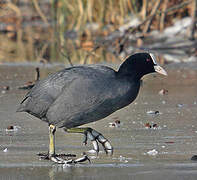 Eurasian Coot